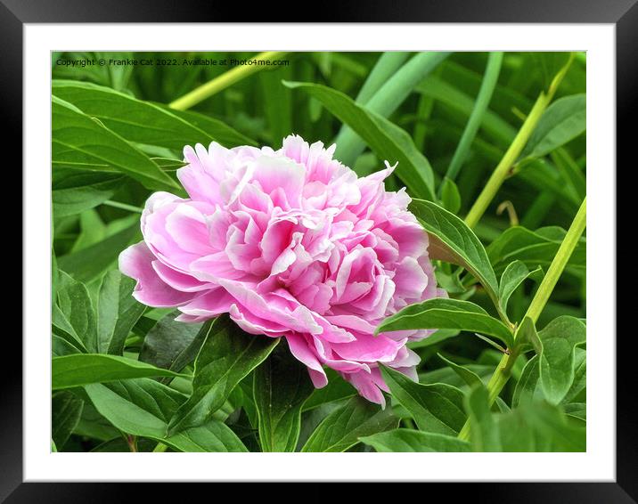 Pink Peony Framed Mounted Print by Frankie Cat