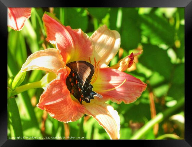 Spicebush Swallowtail in a Lily Framed Print by Frankie Cat