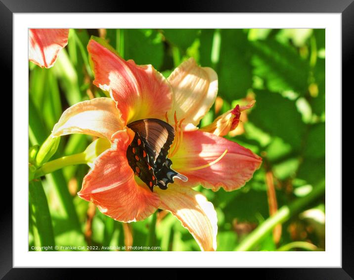 Spicebush Swallowtail in a Lily Framed Mounted Print by Frankie Cat