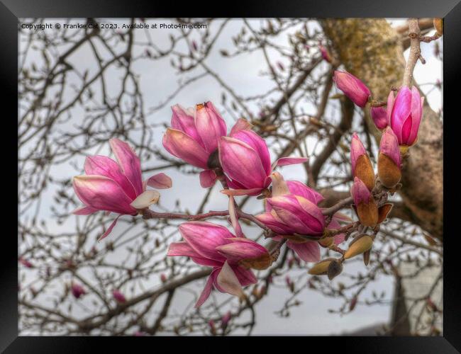 Tulip Tree Blossoms Framed Print by Frankie Cat