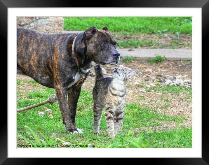 Pit Bull and Cat Framed Mounted Print by Frankie Cat