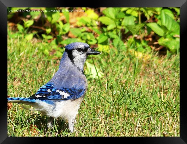 Northern Blue Jay Framed Print by Frankie Cat