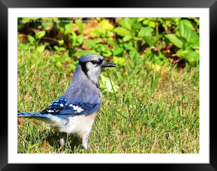 Northern Blue Jay Framed Mounted Print by Frankie Cat