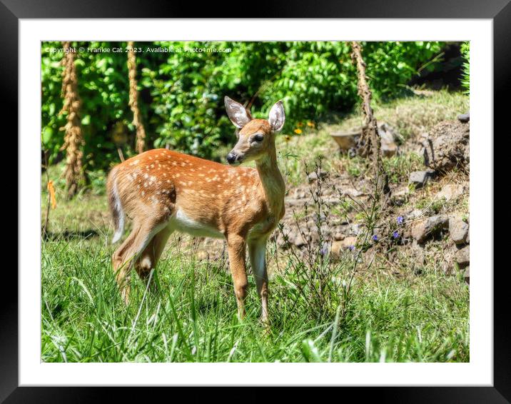 Spotted Fawn Framed Mounted Print by Frankie Cat