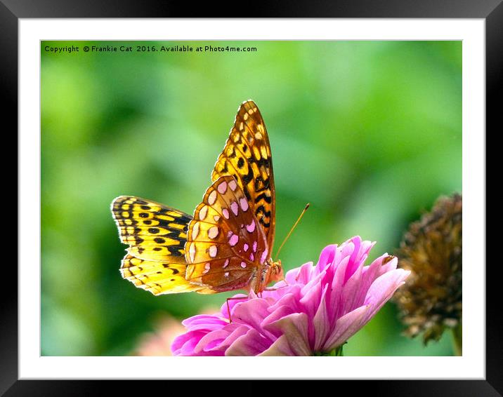 Great Spangled Fritillary Framed Mounted Print by Frankie Cat