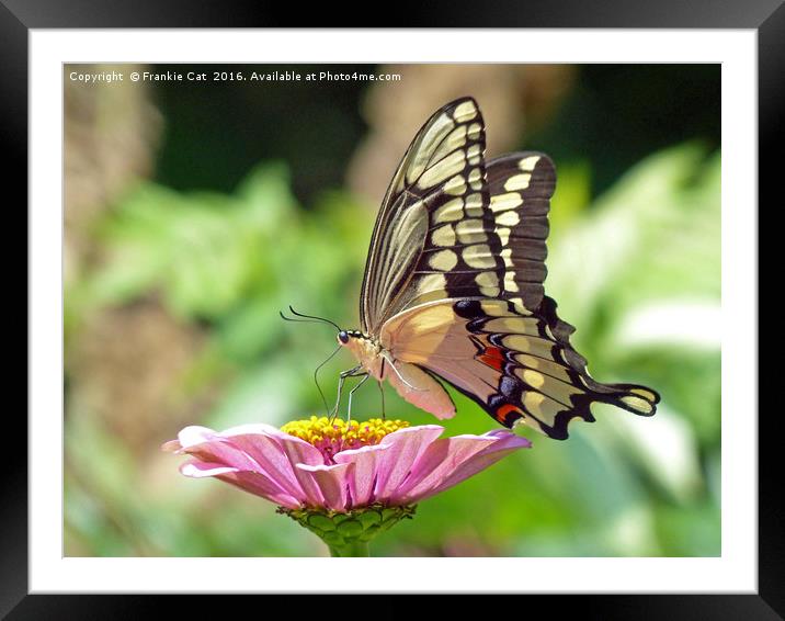 Giant Swallowtail Butterfly Framed Mounted Print by Frankie Cat