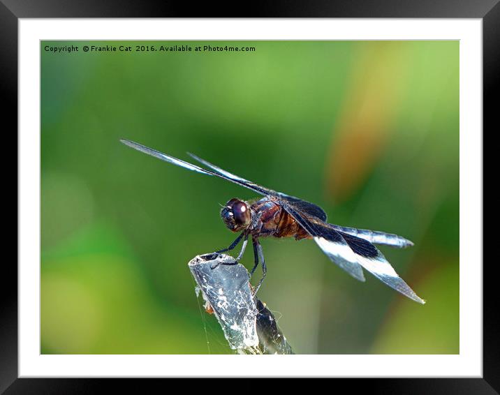 Dragonfly Framed Mounted Print by Frankie Cat