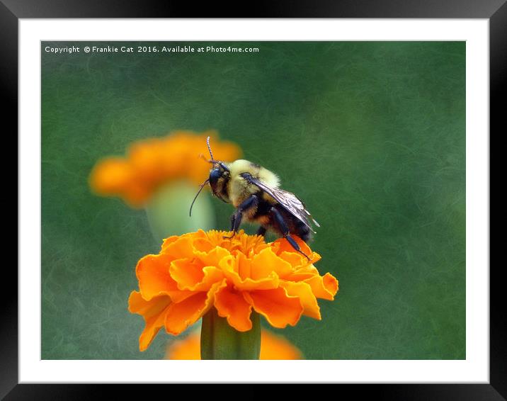 Busy Bee Framed Mounted Print by Frankie Cat