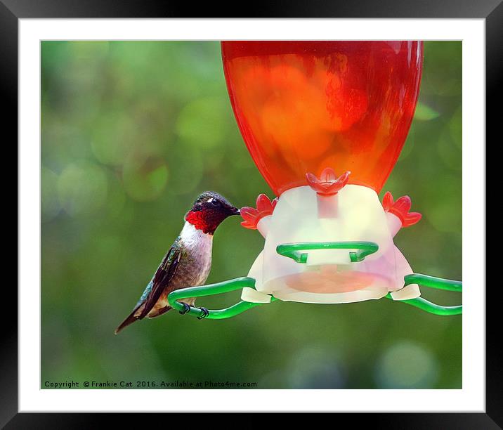 Ruby Throated Hummingbird Framed Mounted Print by Frankie Cat