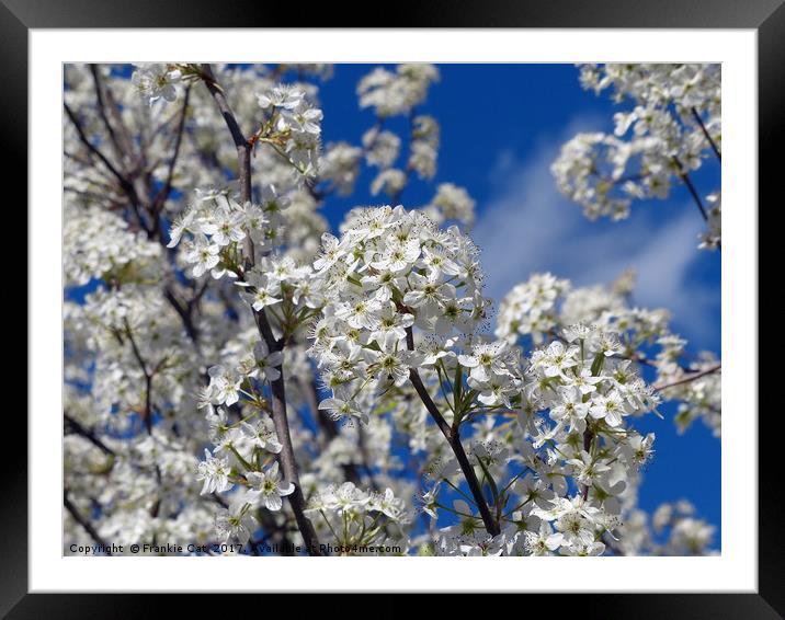 Bradford Pear Blooms Framed Mounted Print by Frankie Cat