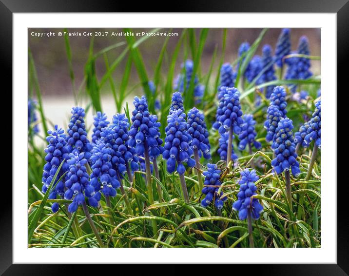 Grape Hyacinth Framed Mounted Print by Frankie Cat