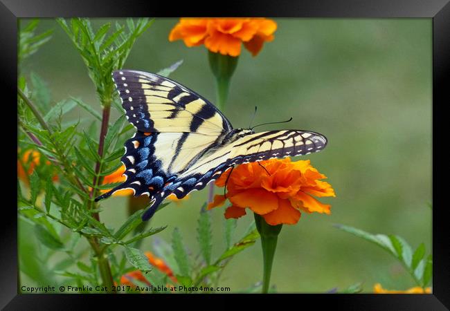 Yellow female Eastern Tiger Swallowtail Framed Print by Frankie Cat