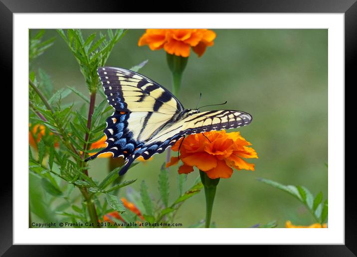 Yellow female Eastern Tiger Swallowtail Framed Mounted Print by Frankie Cat