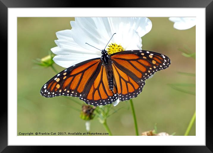 Monarch Butterfly on Cosmos Framed Mounted Print by Frankie Cat