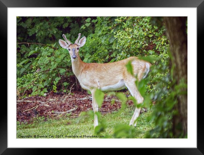 Young Buck in Velvet Framed Mounted Print by Frankie Cat