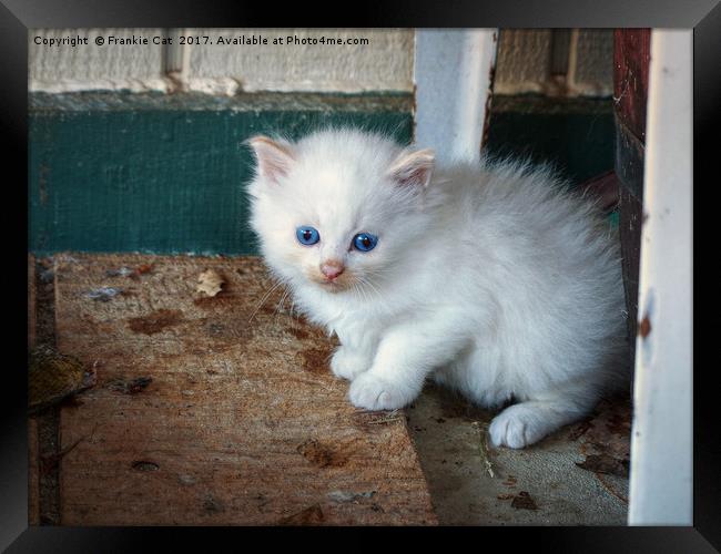 White Kitten Framed Print by Frankie Cat