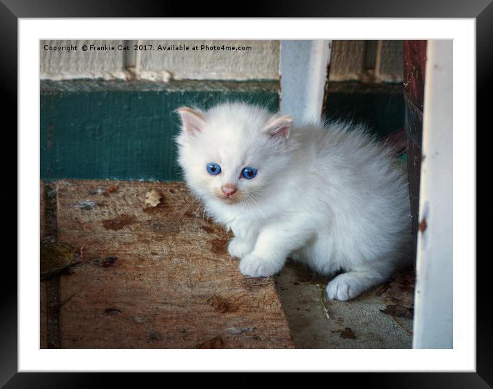 White Kitten Framed Mounted Print by Frankie Cat