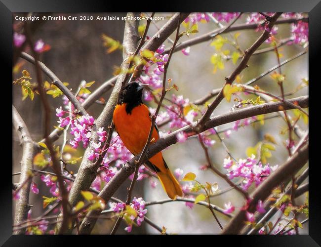 Baltimore Oriole Framed Print by Frankie Cat
