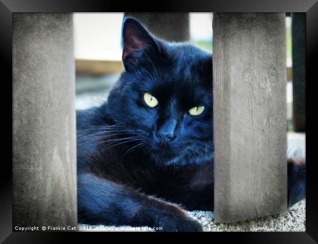 Little Black Kitty Framed Print by Frankie Cat