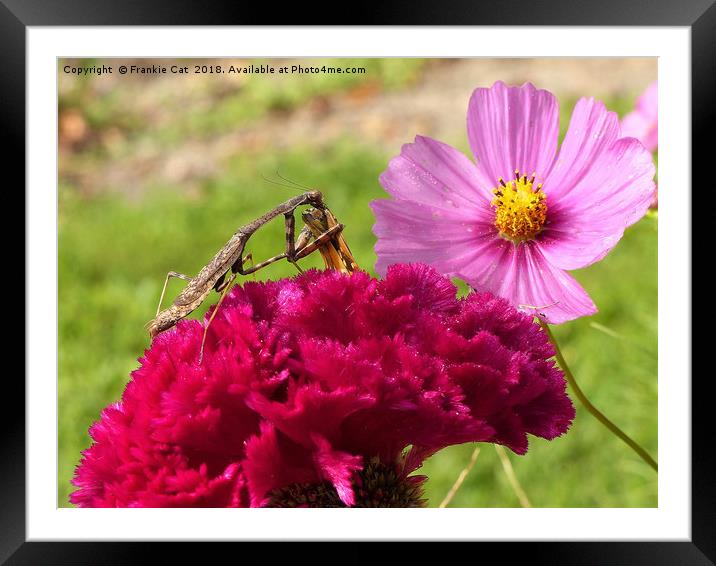 Praying Mantis Dining on a Moth Framed Mounted Print by Frankie Cat