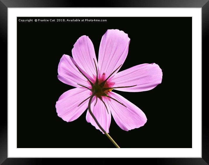 Pink Cosmos Framed Mounted Print by Frankie Cat