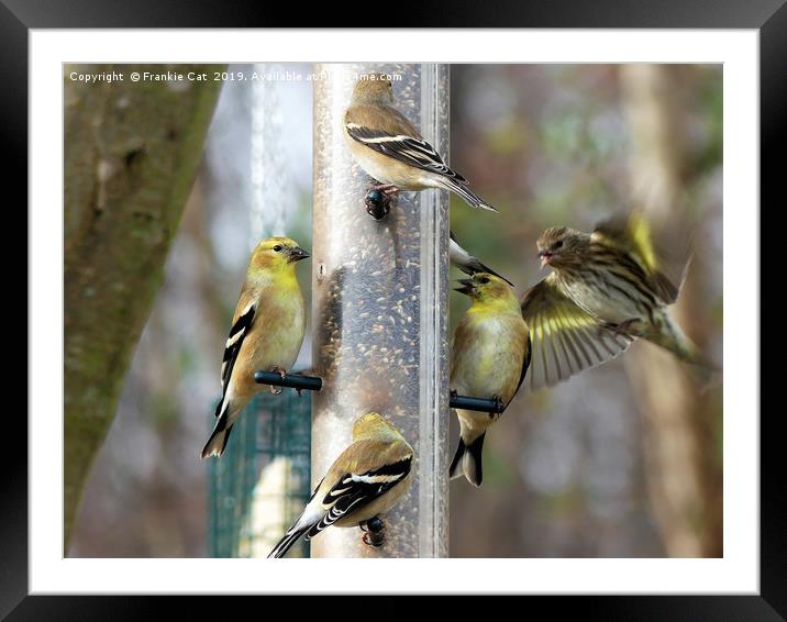 Goldfinches at the Feeder Framed Mounted Print by Frankie Cat