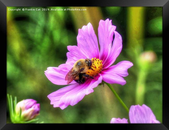Bumble Bee on Pink Cosmos Framed Print by Frankie Cat