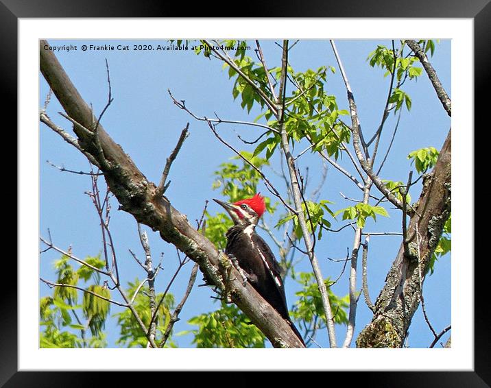 Male Pileated Woodpecker Framed Mounted Print by Frankie Cat