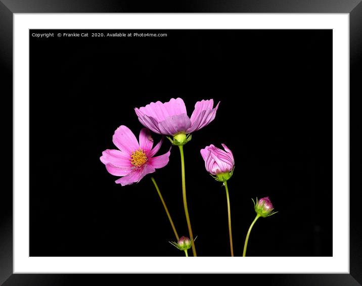 Cosmos at Night Framed Mounted Print by Frankie Cat