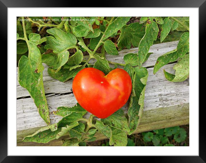 Heart Shaped Tomato Framed Mounted Print by Frankie Cat