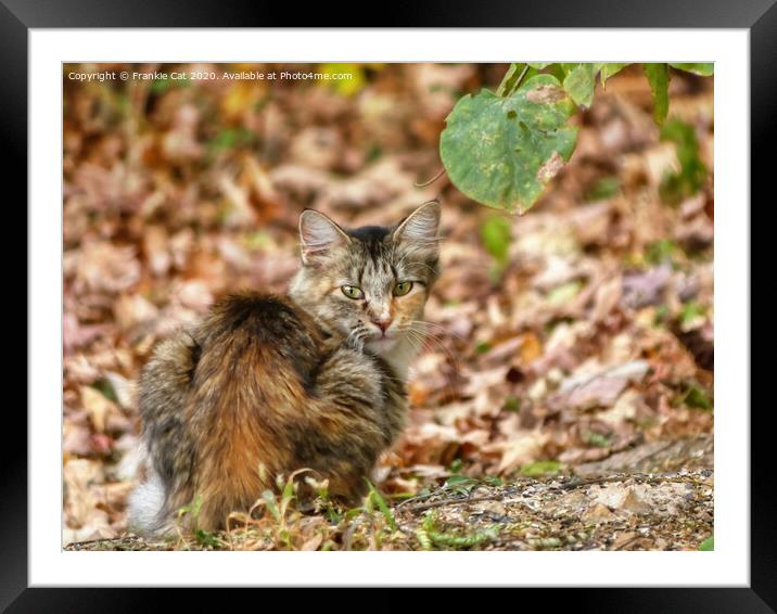 Autumn Cat Framed Mounted Print by Frankie Cat