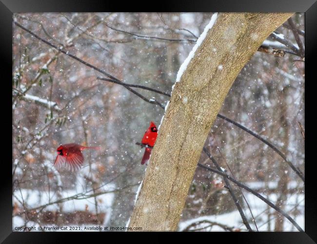 Cardinals in the Snow Framed Print by Frankie Cat