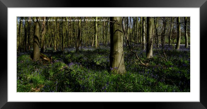 The Bluebells in Dukes Wood                        Framed Mounted Print by Susan Cosier