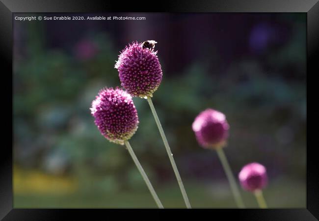 Allium and Bee Framed Print by Susan Cosier