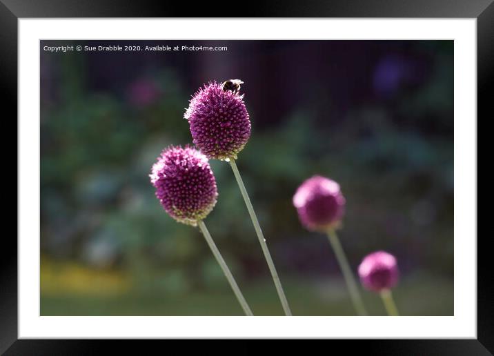 Allium and Bee Framed Mounted Print by Susan Cosier