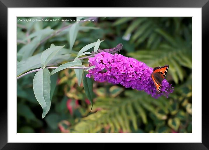 Buddleia in Acrylic Framed Mounted Print by Susan Cosier