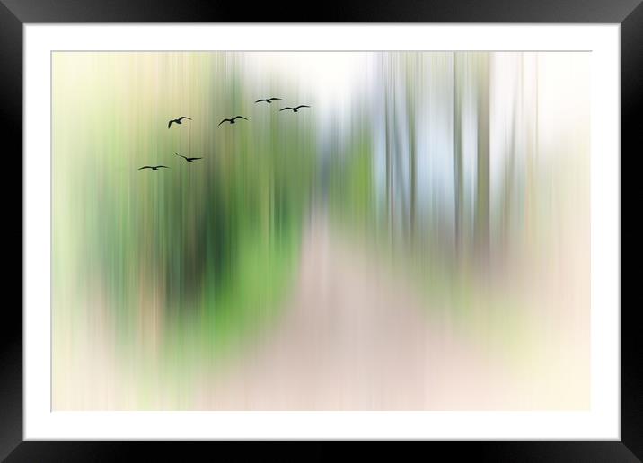 Forest road  Framed Mounted Print by Dagmar Giers