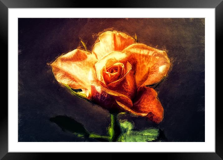 orange rose Framed Mounted Print by Dagmar Giers