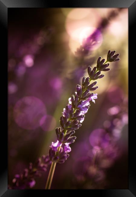 Lavendel Framed Print by Dagmar Giers