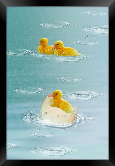 little ducklings Framed Print by Dagmar Giers