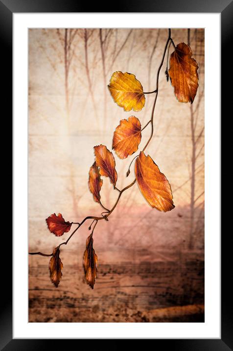 Autumn melody  Framed Mounted Print by Dagmar Giers