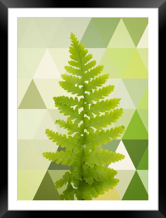 Noble fern  Framed Mounted Print by Dagmar Giers