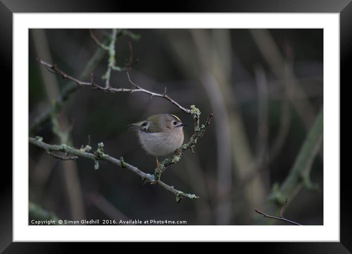 Goldcrest Perched in Tree Framed Mounted Print by Simon Gledhill
