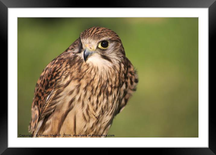 Portrait of Common Kestrel Framed Mounted Print by Simon Gledhill