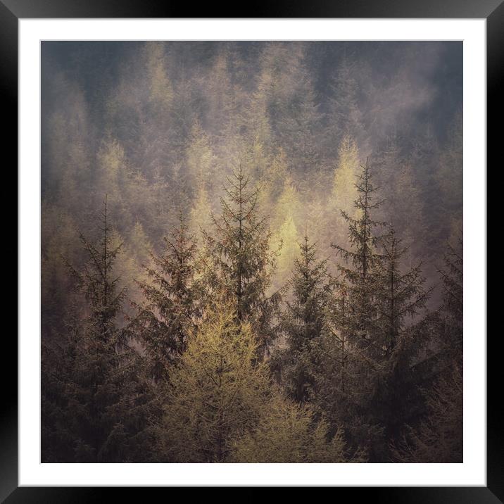 Lady Clough Woodland Framed Mounted Print by Paul Andrews