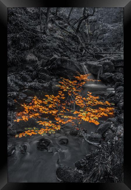 Autumn in Padley Gorge  Framed Print by Paul Andrews