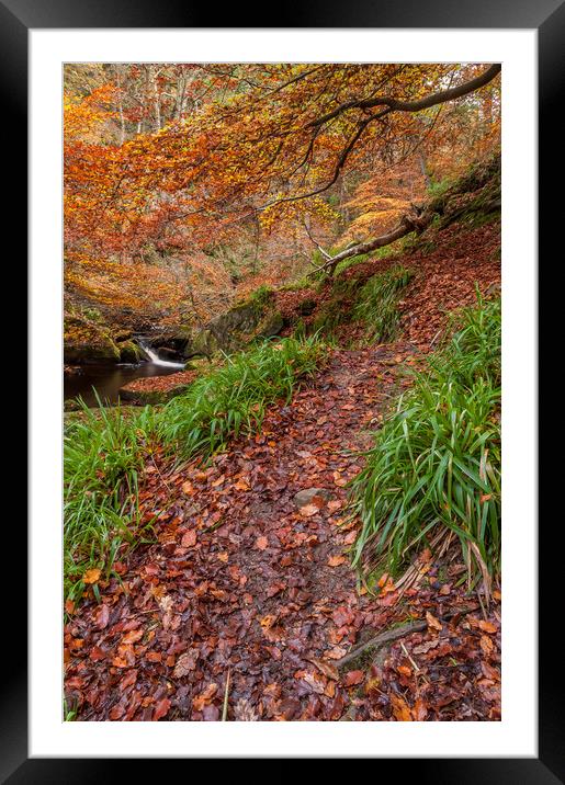 Autumn in Padley Gorge  Framed Mounted Print by Paul Andrews