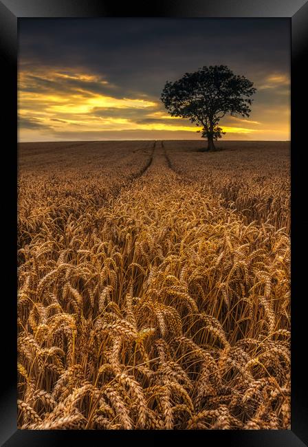 Harvest Time Framed Print by Paul Andrews