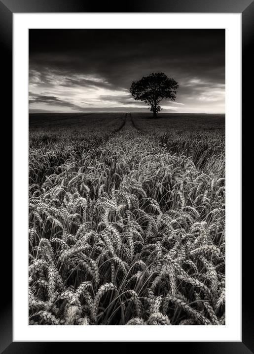 The Wheatfield Framed Mounted Print by Paul Andrews