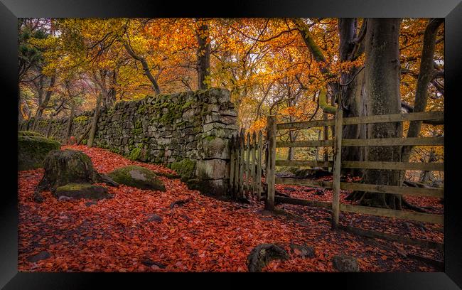 Autumn Gold at Padley Gorge Framed Print by Paul Andrews